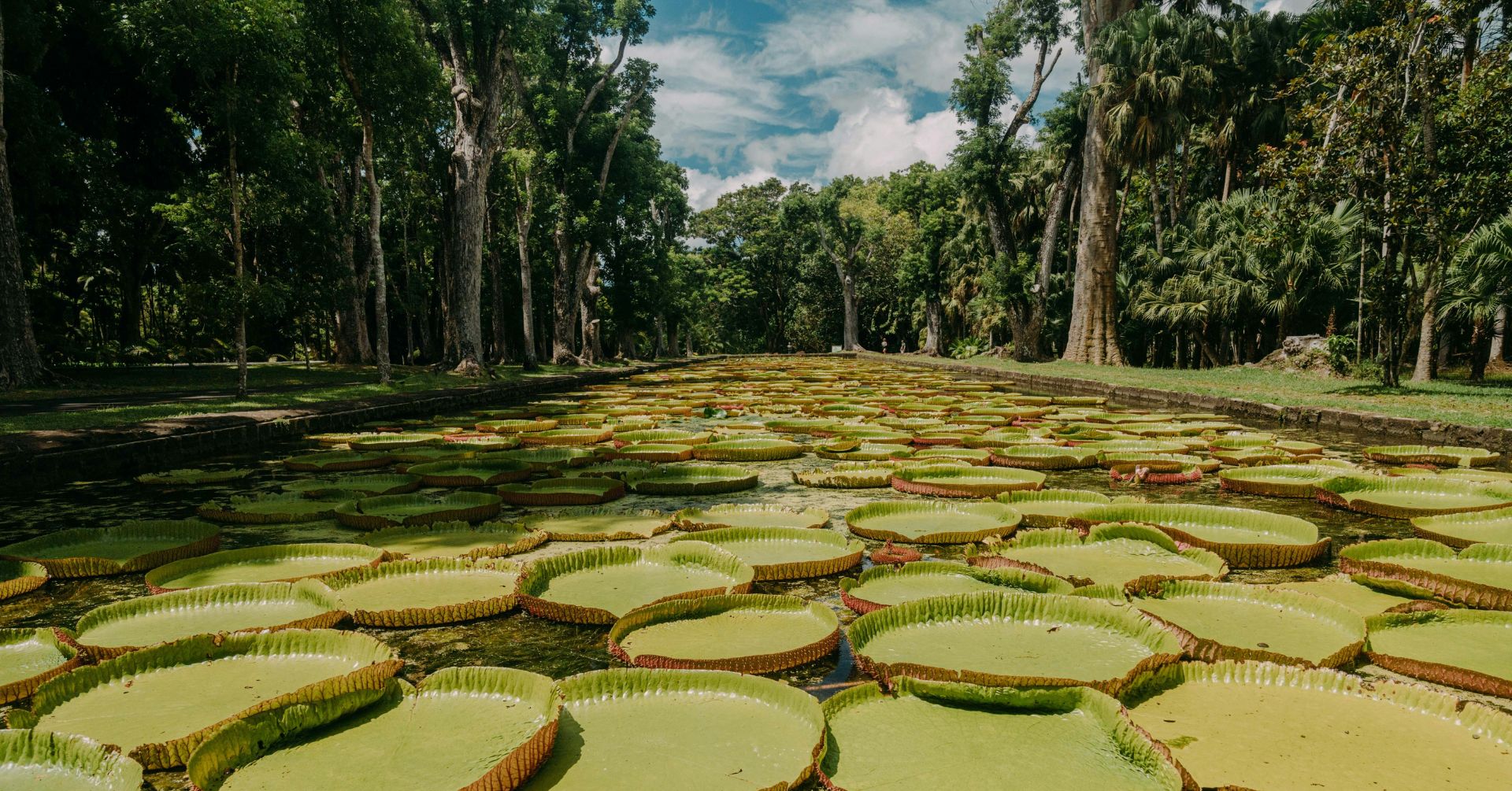 Mauritius botanical garden in Pamplemousses