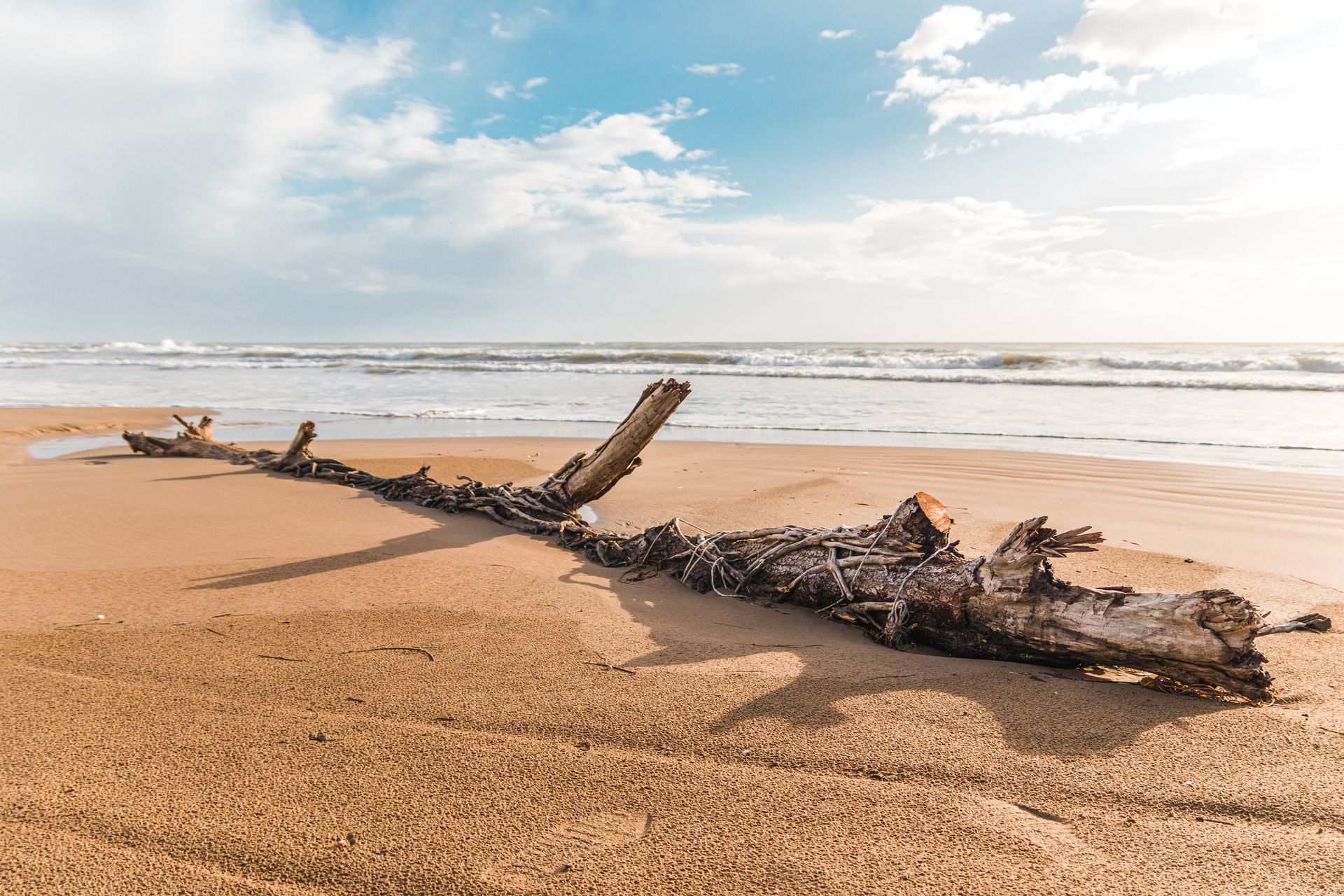 driftwood on Mauritius beach